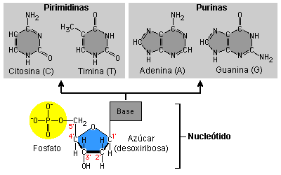 estructura de los nucleótidos