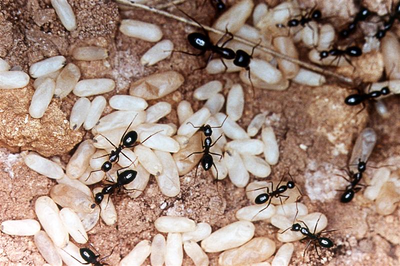 Hormigas con sus larvas