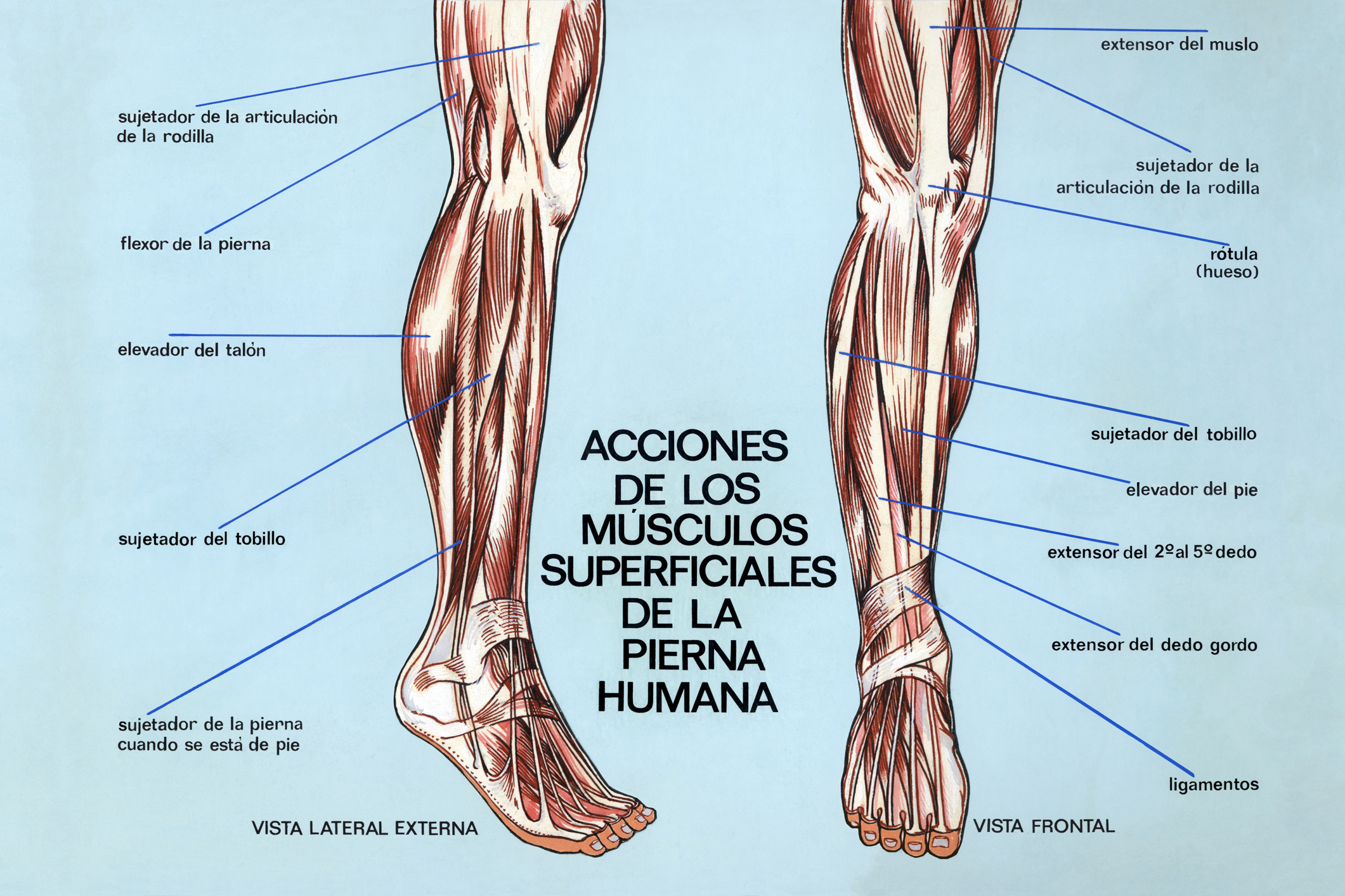 Músculos superficiales de la pierna humana.