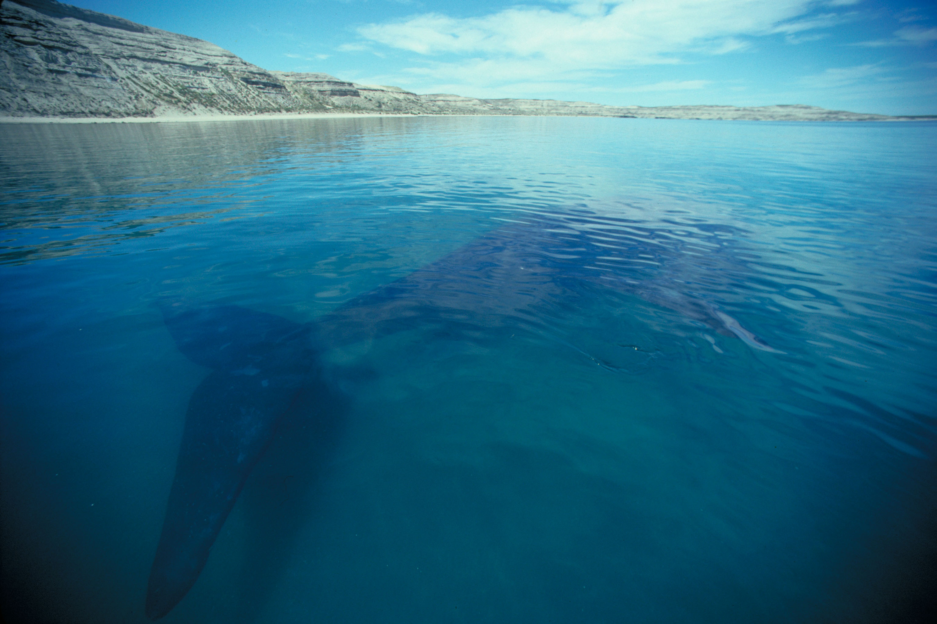 Ballena debajo del agua en Península Valdez