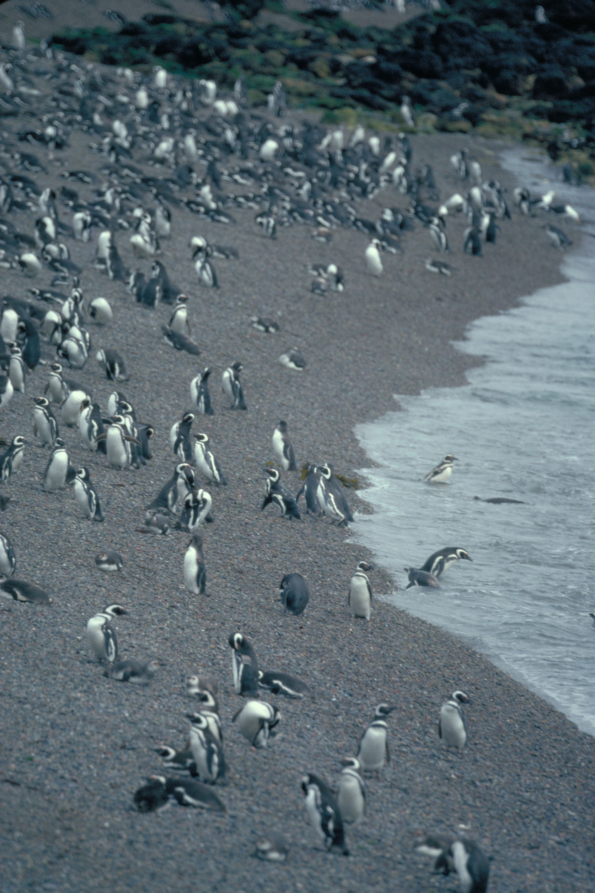 Pingüinos en  Punta Tombo