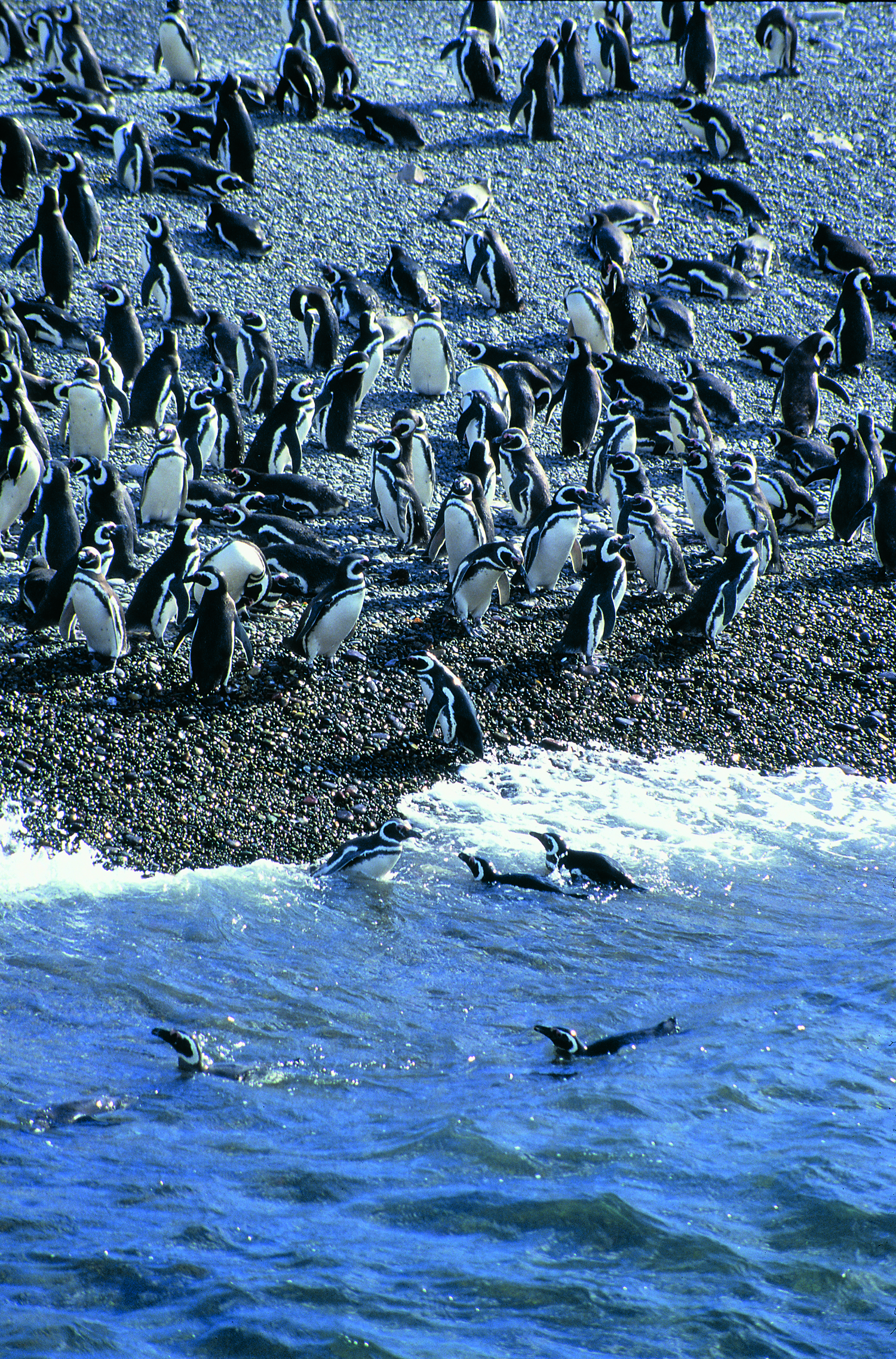 Pingüinos en Punta Tombo