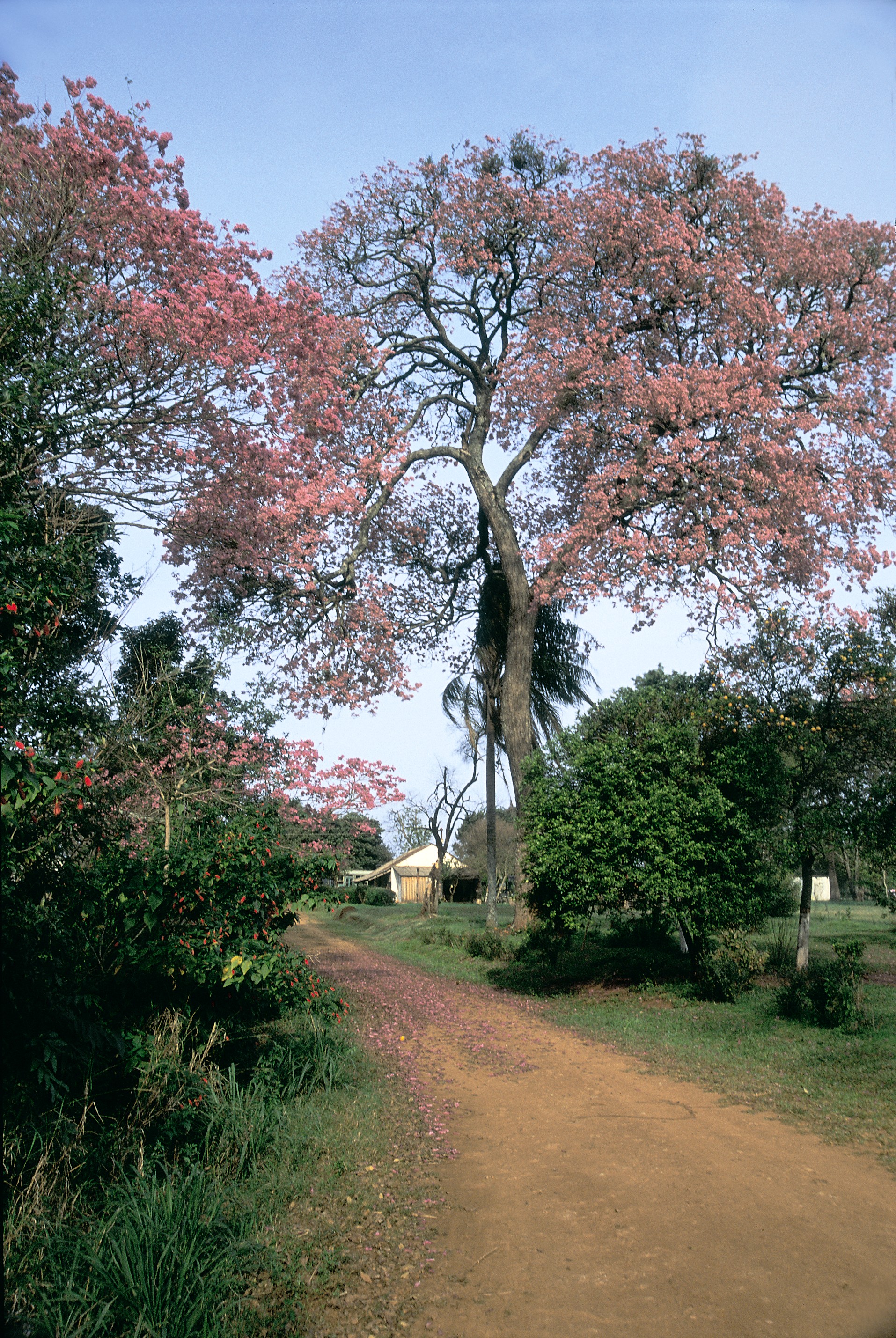 Camino y lapachos en Corrientes