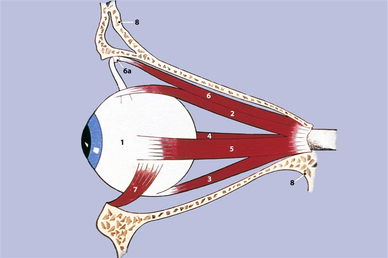 Esquema de los músculos motores del ojo