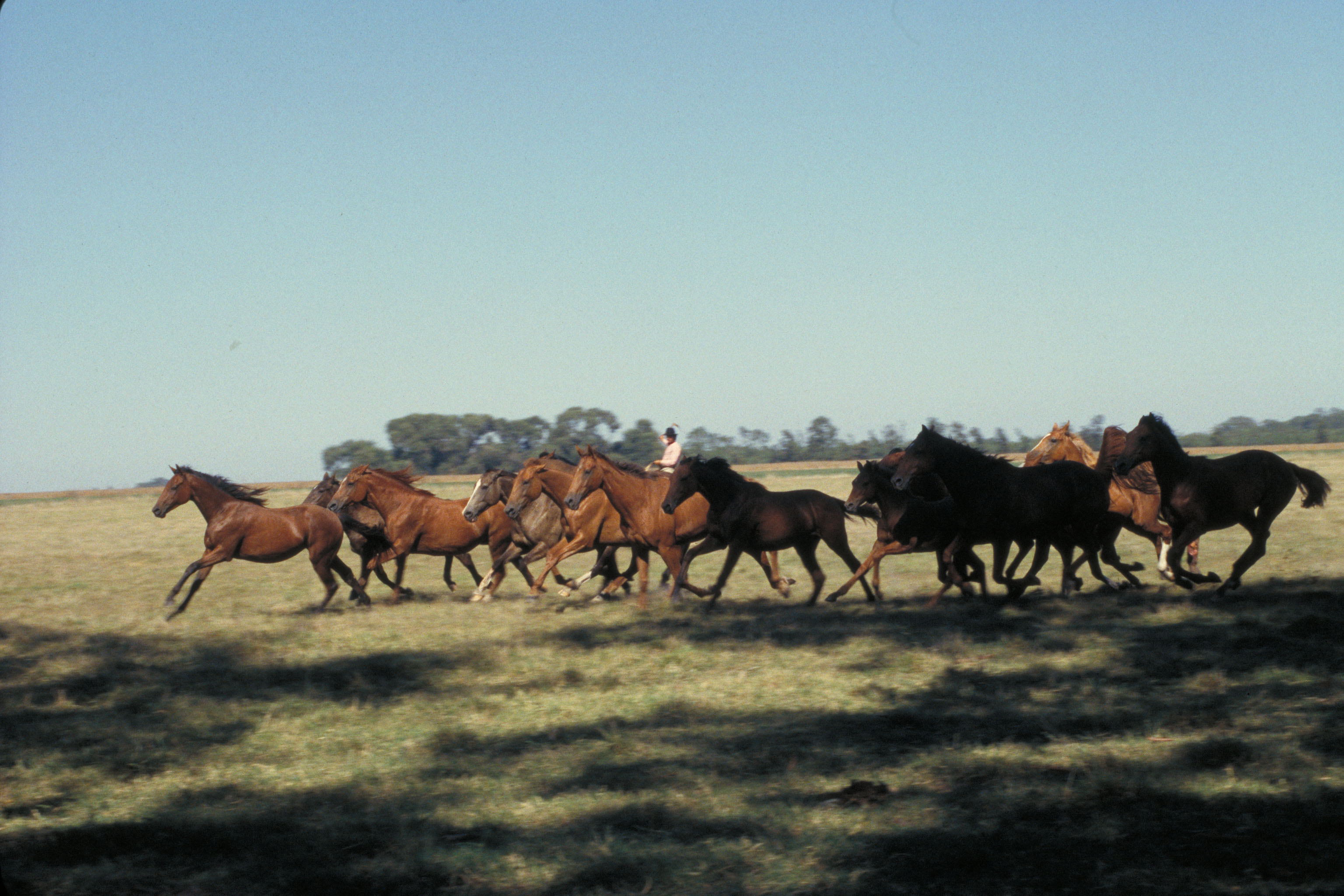 Tropilla de caballos en La Pampa