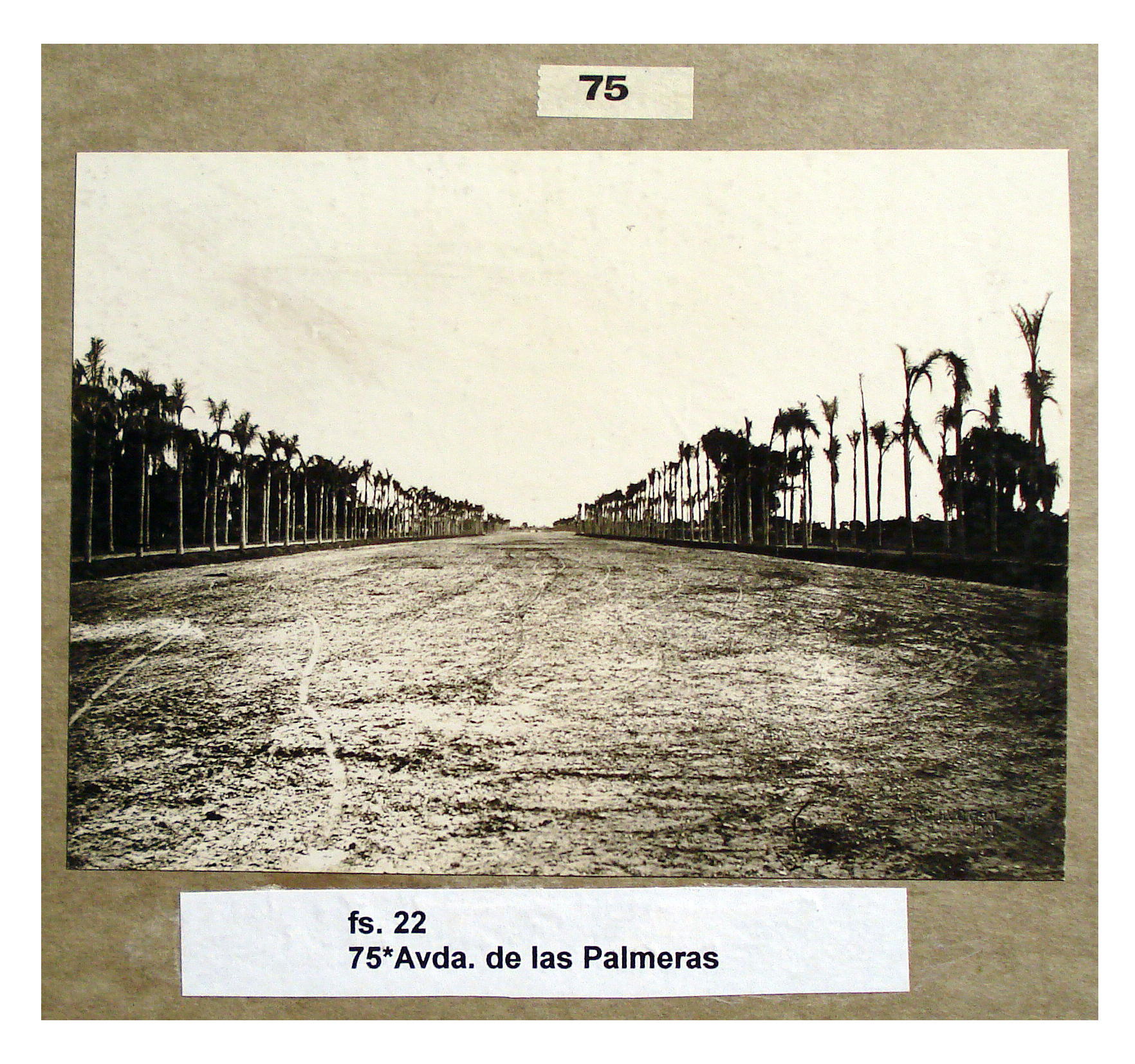 Avenida de Las Palmeras