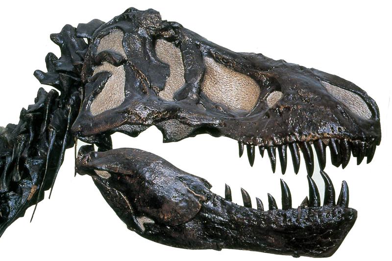 Tiranosaurio. Cretácico