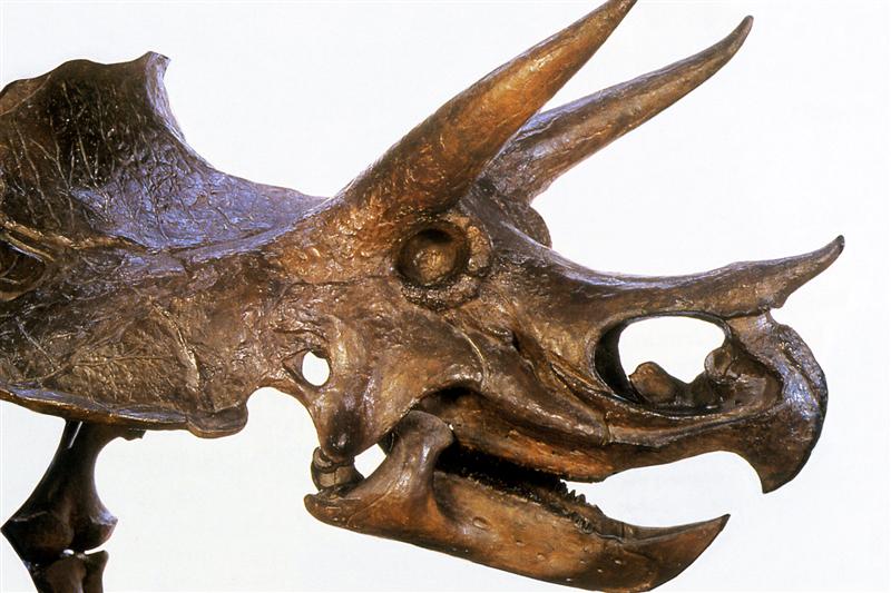 Triceratops. Cretácico tardío