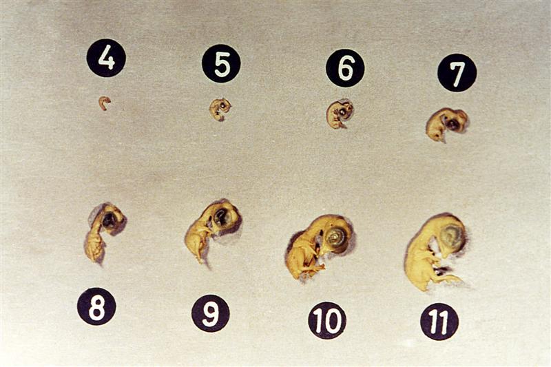 Serie de embriones