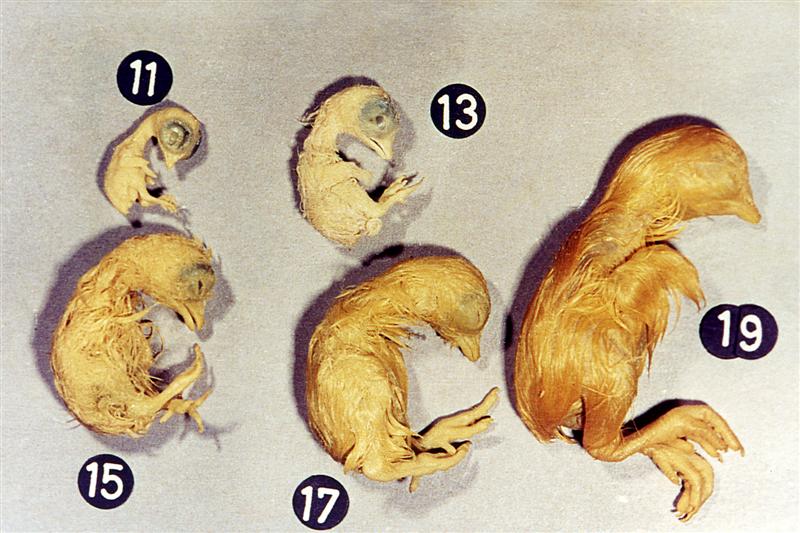 Serie de embriones