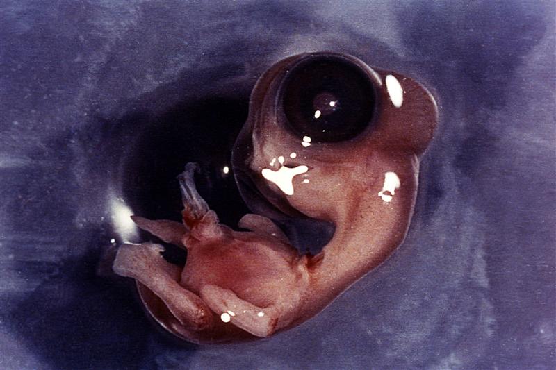 Embrión de seis días