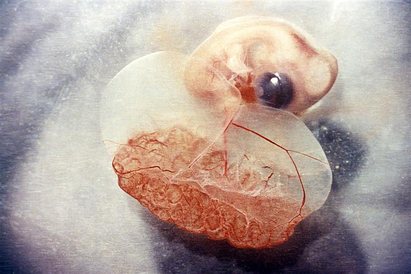 Embrión de siete días