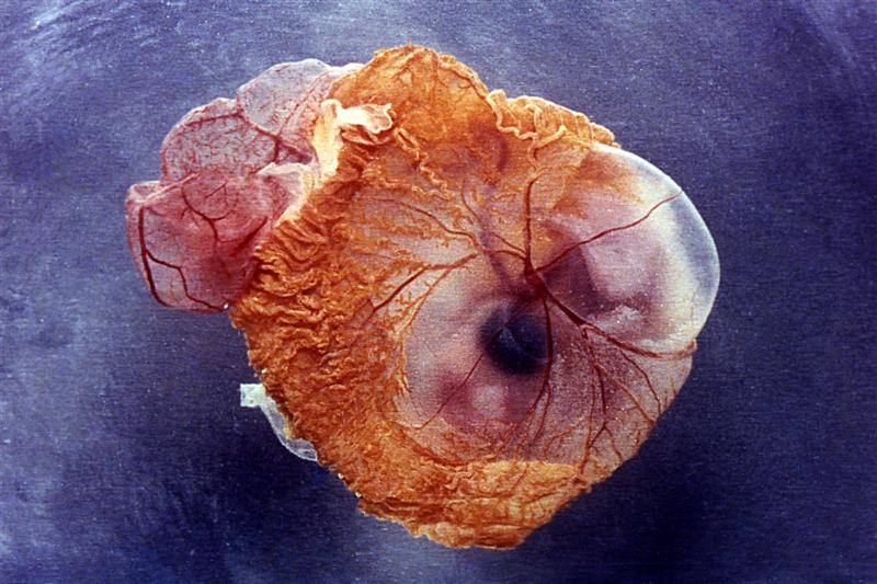 Embrión de nueve días