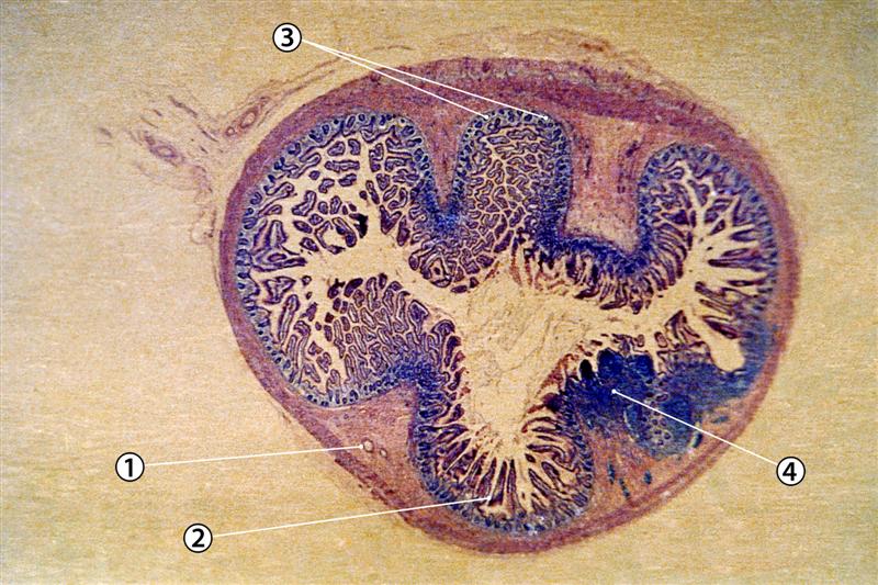 Corte transversal del intestino delgado
