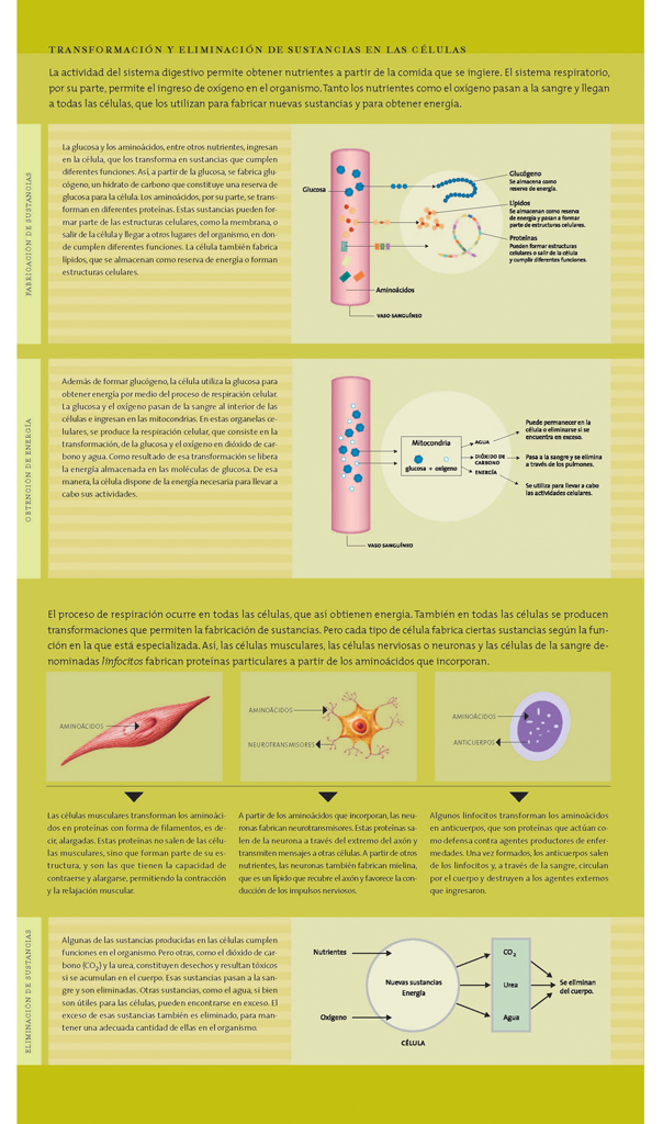 Transformación y eliminación de sustancias en las células