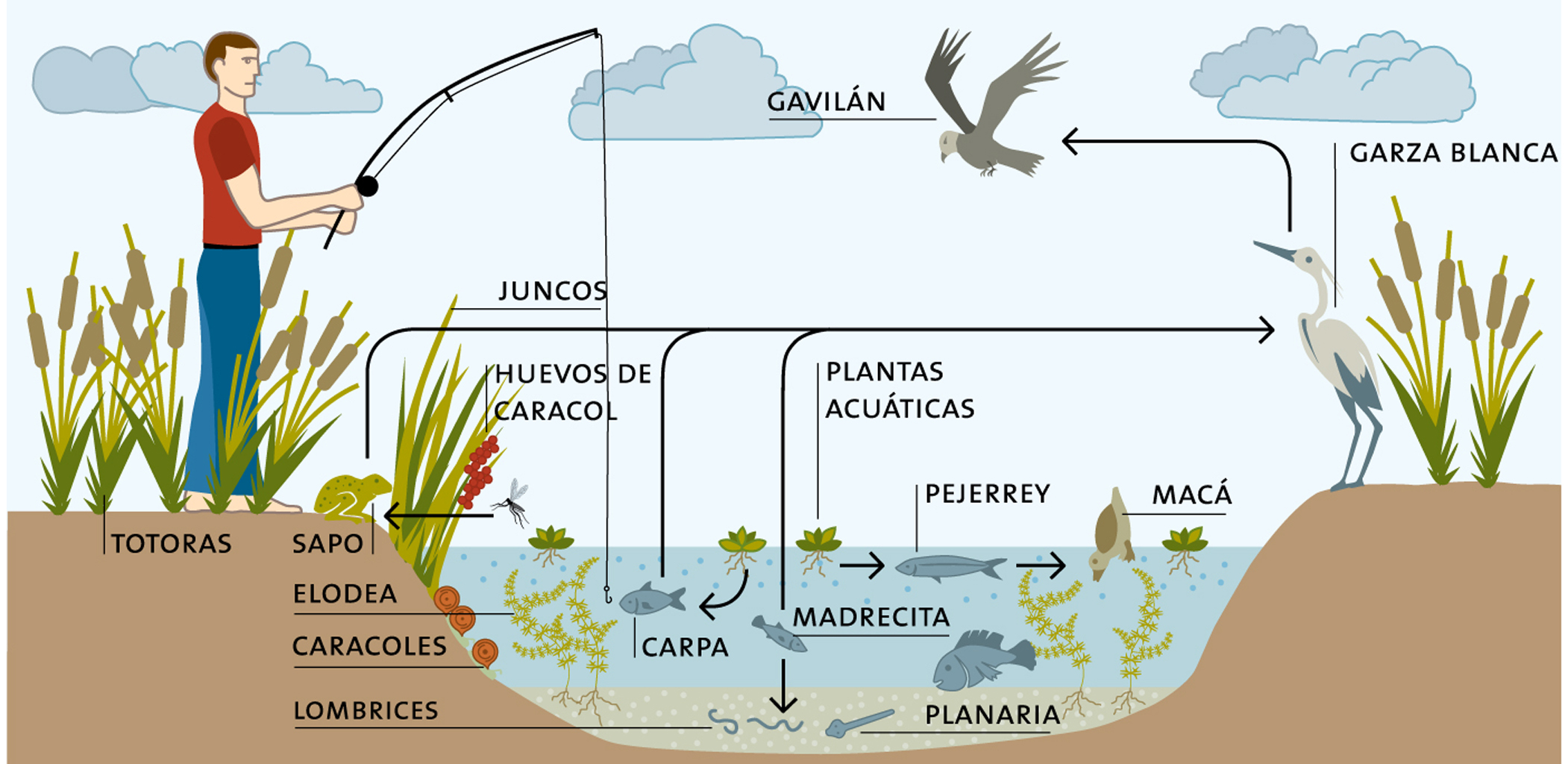 Ecosistema de la Laguna de Chascomús