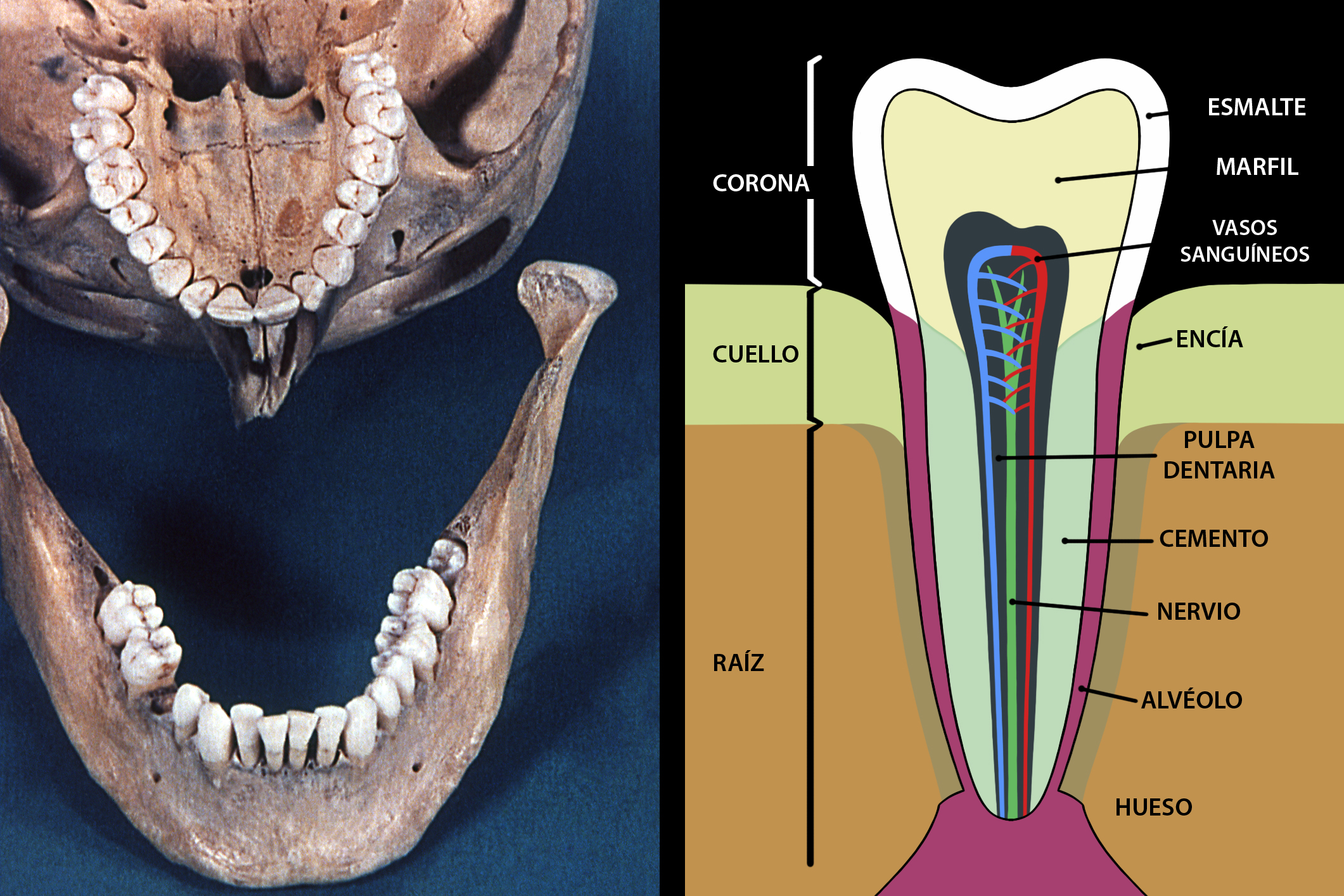 Dentición de los maxilares y esquema de un diente