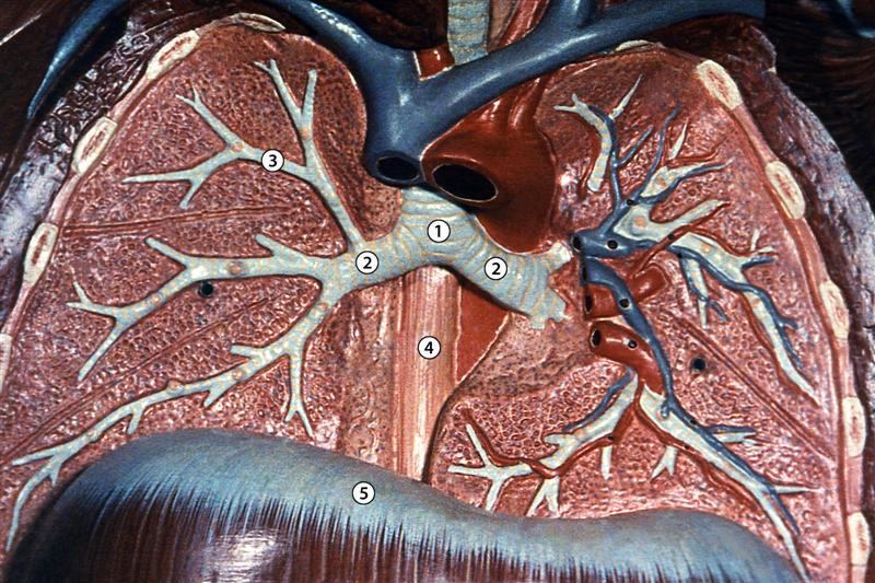 Corte de los dos pulmones
