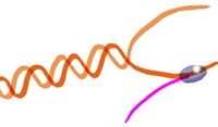 Dibujo de cadena de ADN