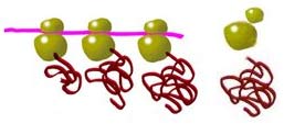 Dibujo de ribosomas