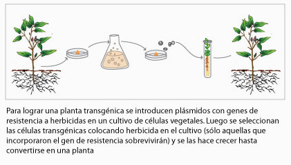 Planta transgénica