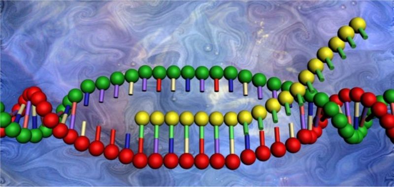 Duplicación y transcripción del ADN 