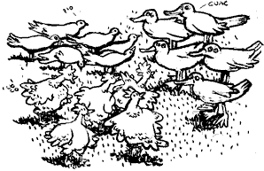 Patos, palomas y gallinas