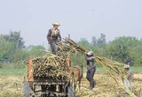 Trabajo rural