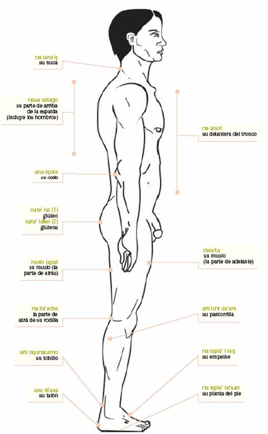 El cuerpo humano