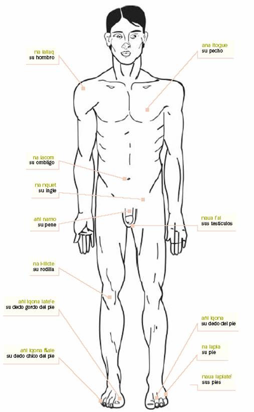 El cuerpo humano