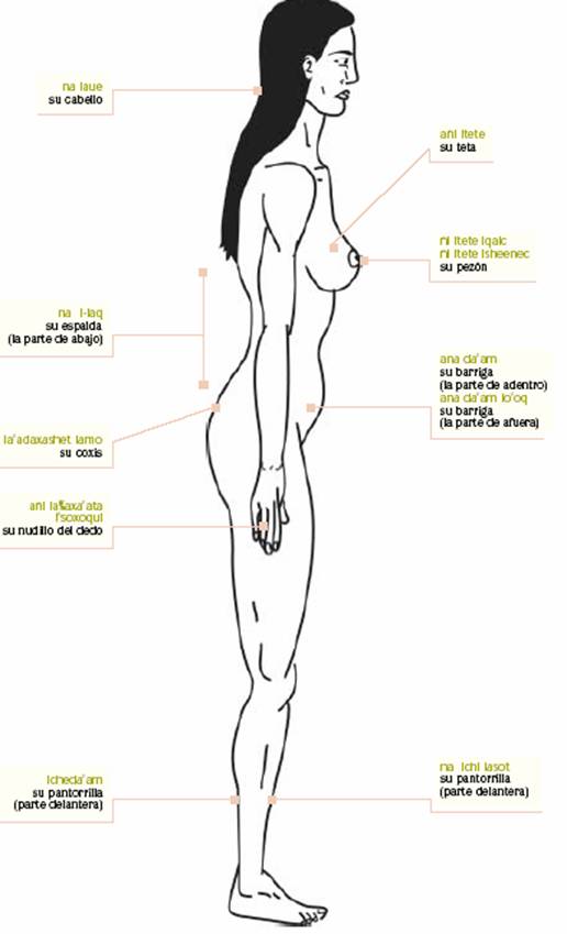 El cuerpo humano