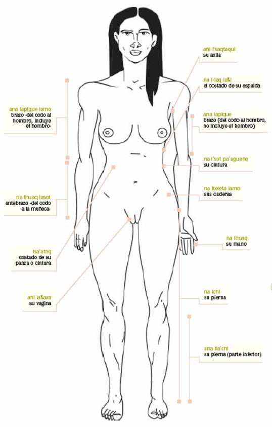 El cuerpo humano