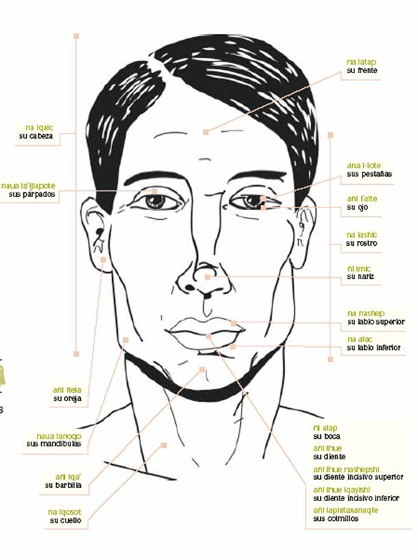 El cuerpo humano