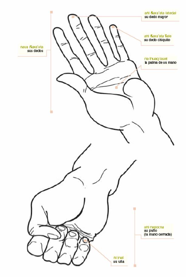El cuerpo humano