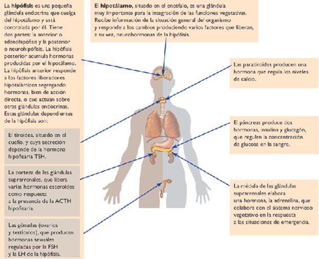 vendaje Integración consenso Las hormonas sexuales - Educ.ar