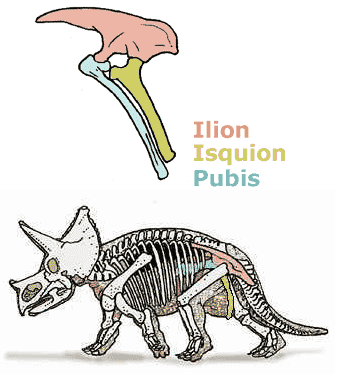 ornitisquios