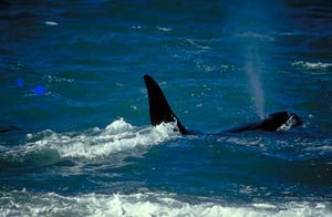 Foto orcas