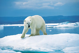 Un oso polar en un témpano de hielo. Atrás, hay agua, más témpanos y un cielo con una nube tenue. 