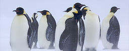Pingüinos emperador en el hielo. De frente, son blancos y tienen la espalda y aletas negras. Cerca de los oídos tienen un llamativo plumaje amarillo.