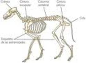 Sosten de los animales discount