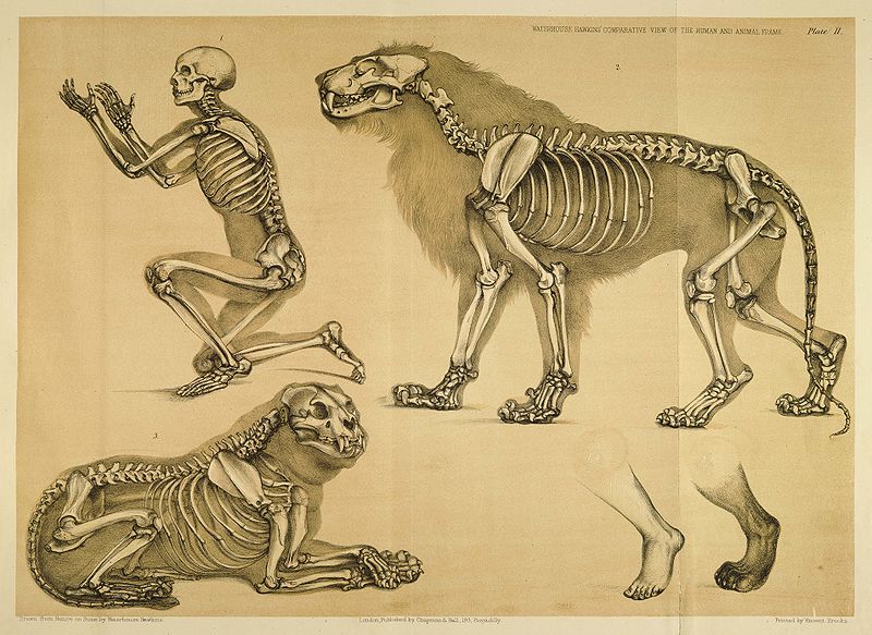  Tipos de esqueletos  huesos y articulaciones