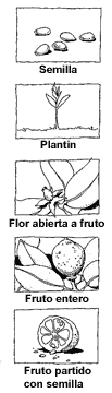 Dibujos de semillas, plantín, flor abierta, fruto y fruto partido