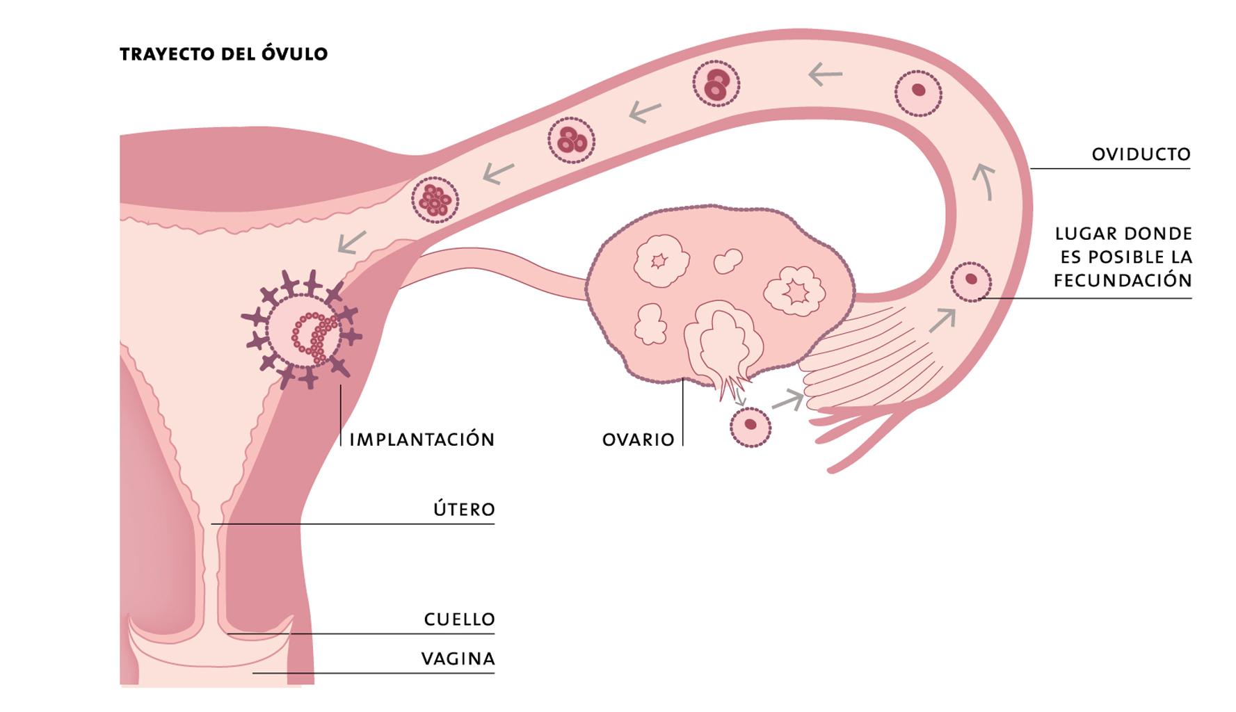 Desarrollo embrionario y fetal humano 