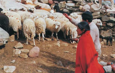 indígenas pastando ovejas