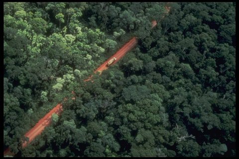 Selva misionera