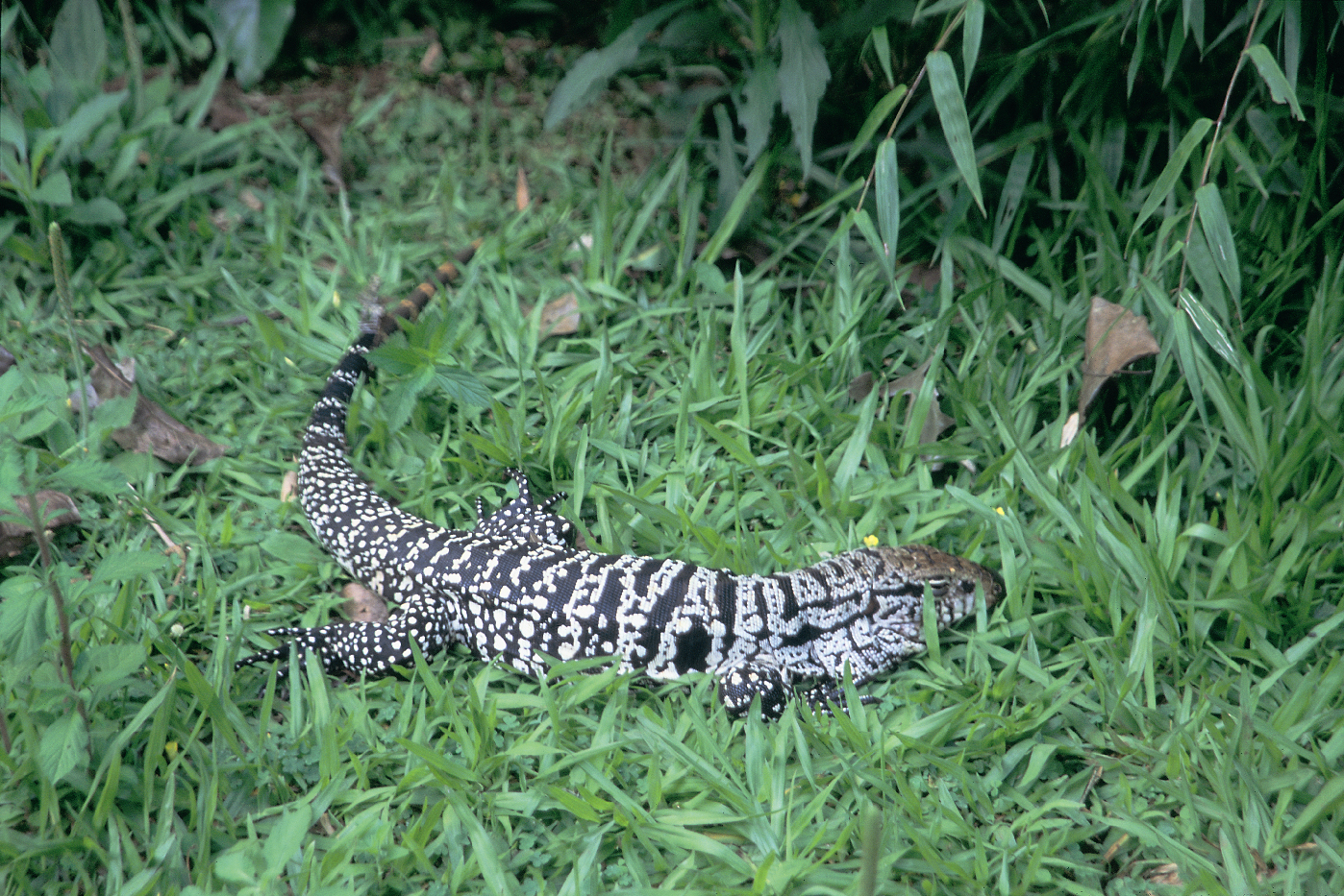Iguana