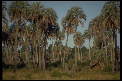 Parque nacional El Palmar