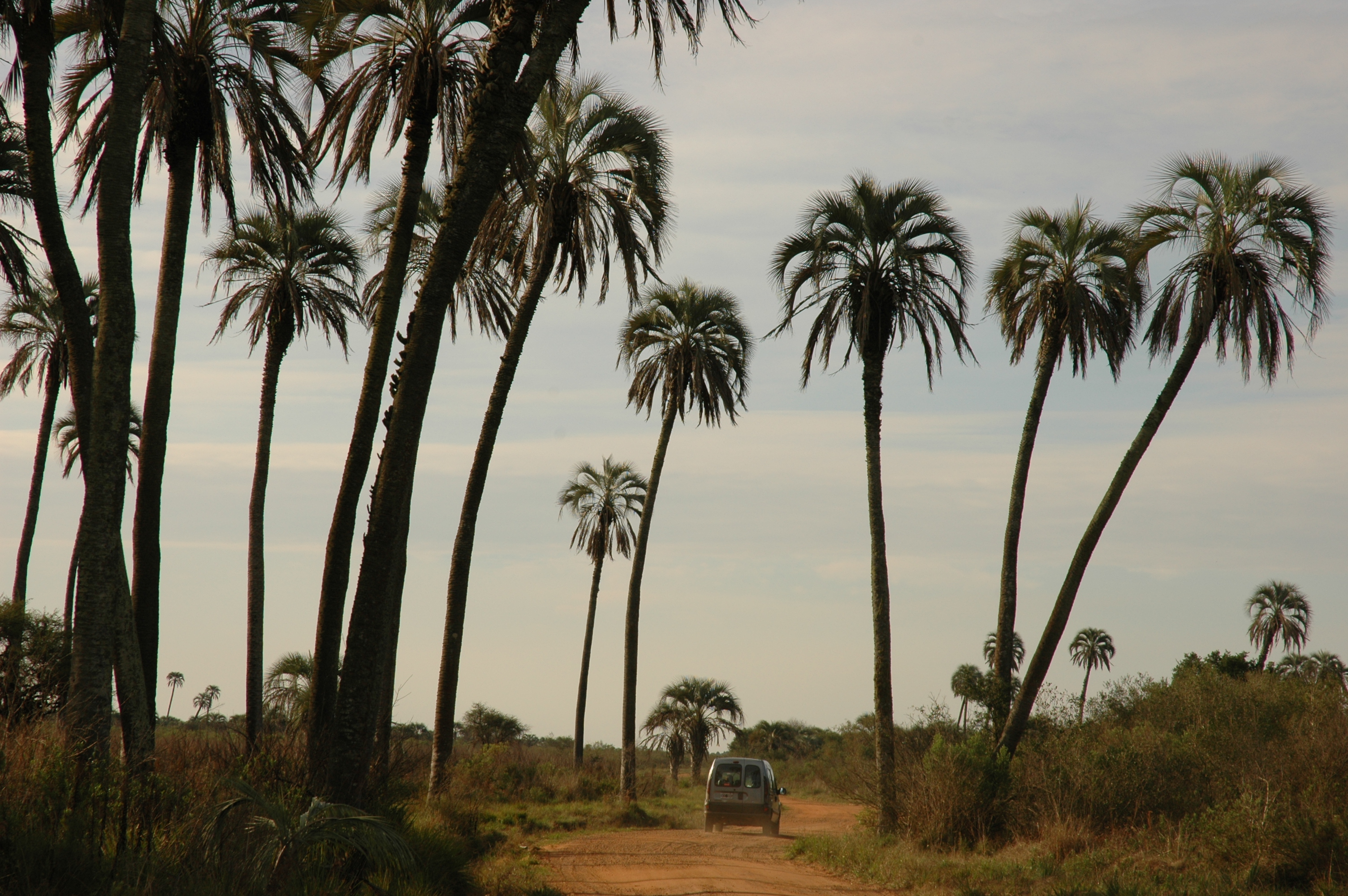 Parque nacional El Palmar
