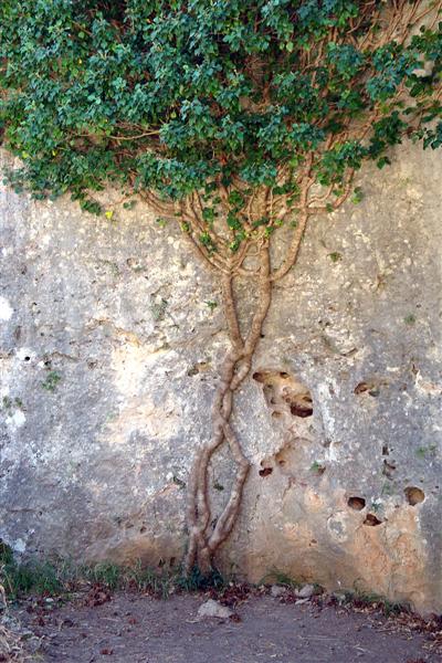 Efecto de los seres vivos en las rocas