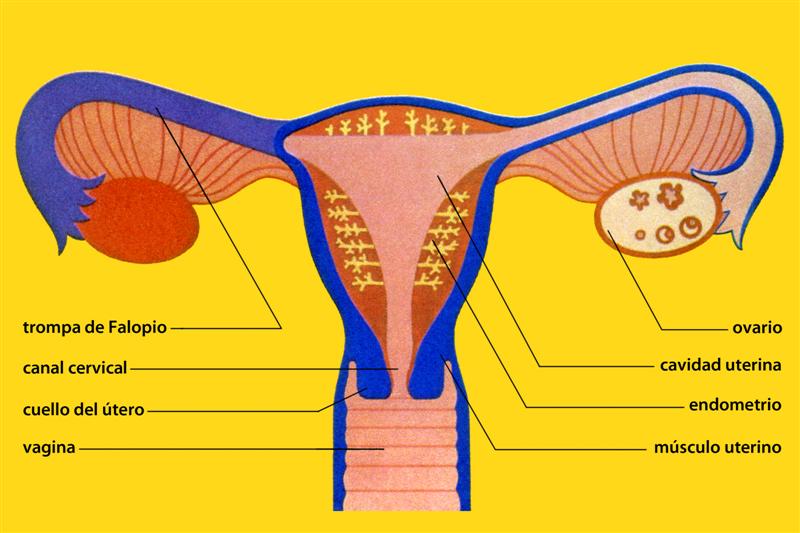 Visión frontal del aparato reproductor femenino